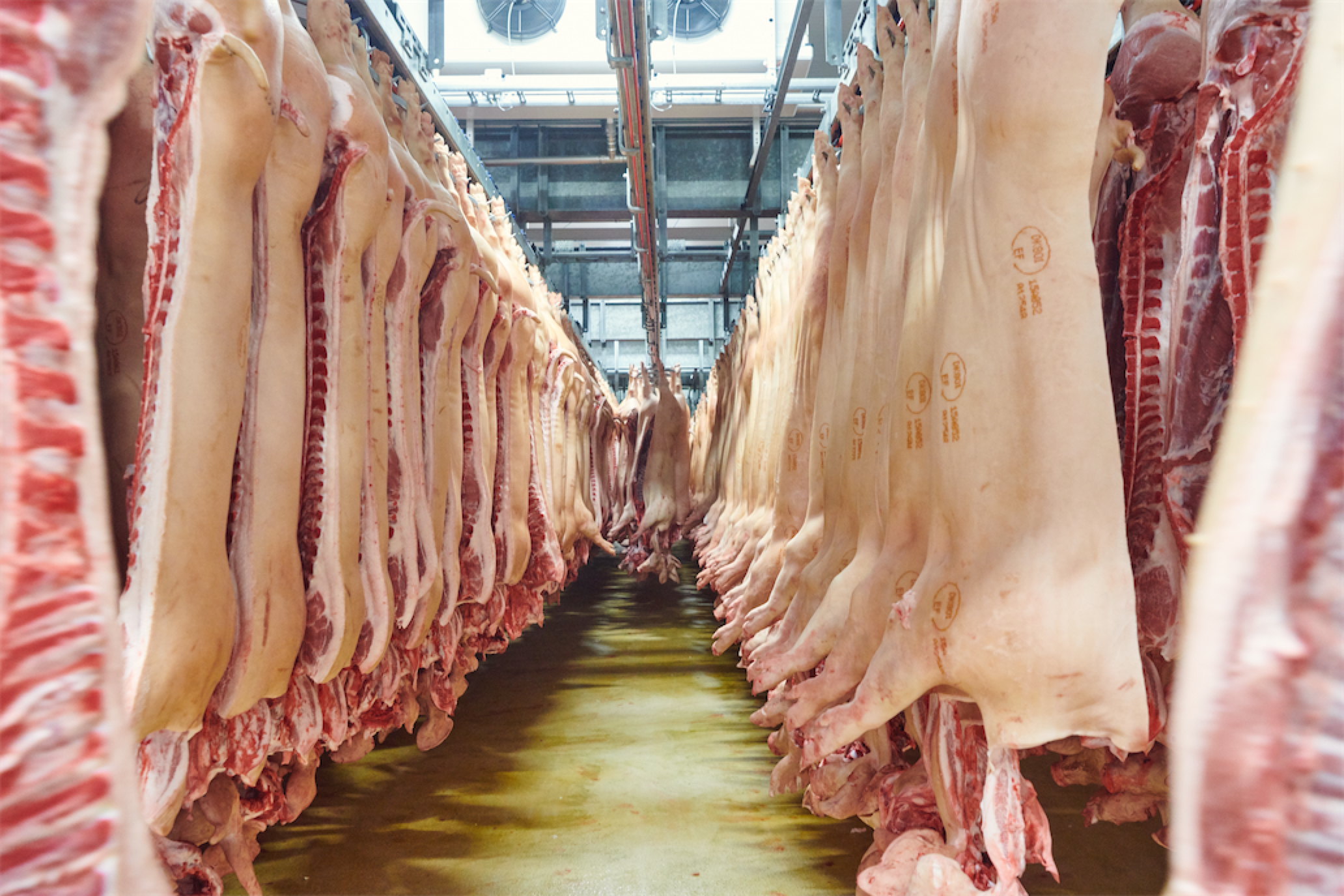 Brørup_opskæring_svinekroppe