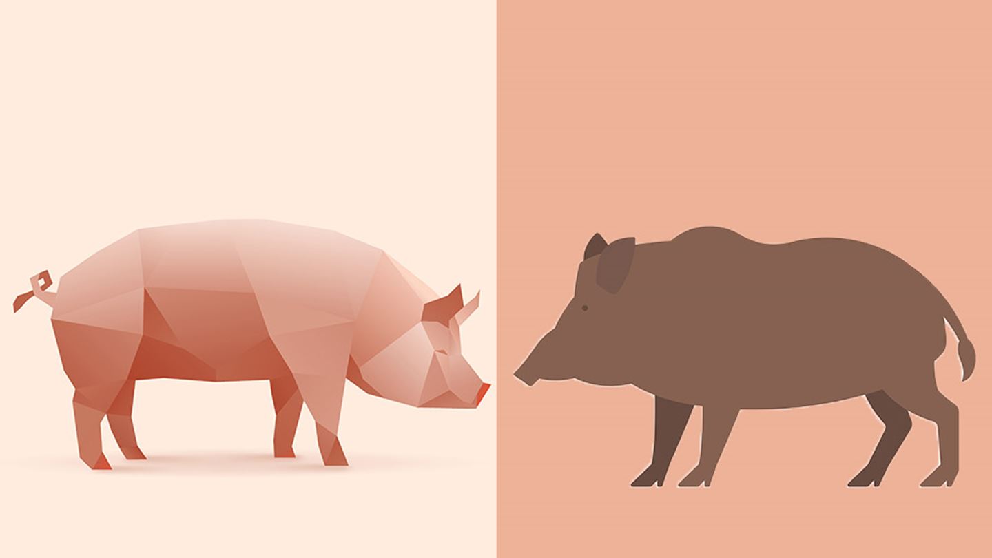 Grafik gris vildsvin
