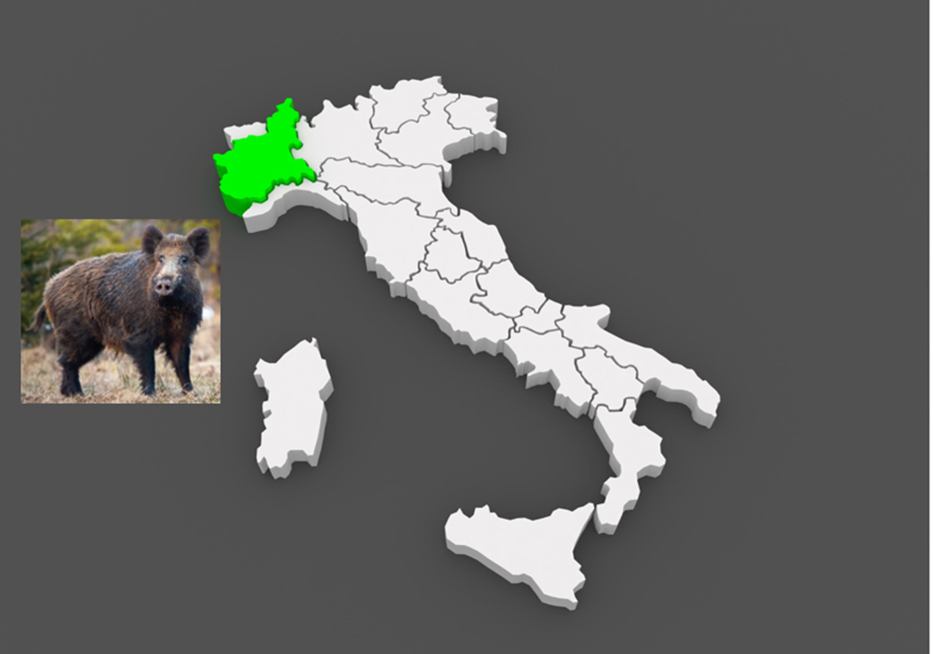 Italien Piemonte vildsvin