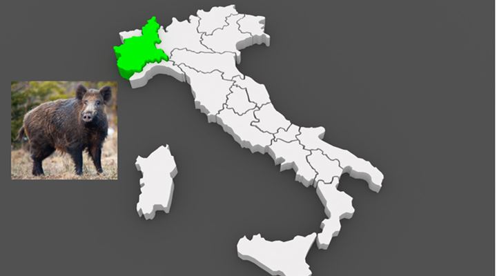 Italien Piemonte vildsvin