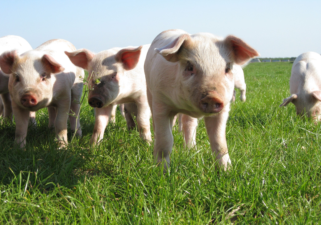 Grise på græs ny