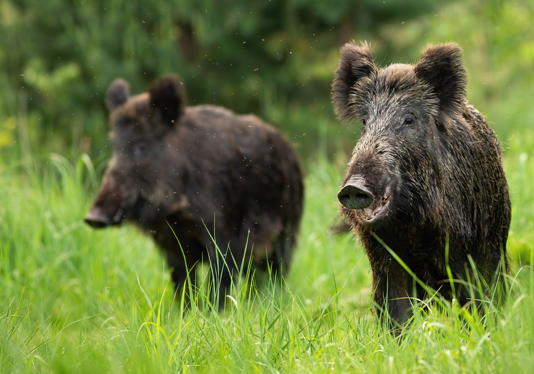 Vildsvin i grønt græs